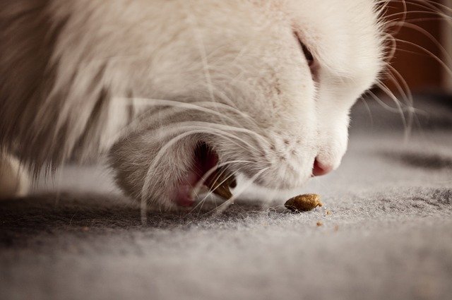 gérer le poids d'un chat via sa dose de croquettes