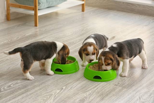 fréquence repas petits chien