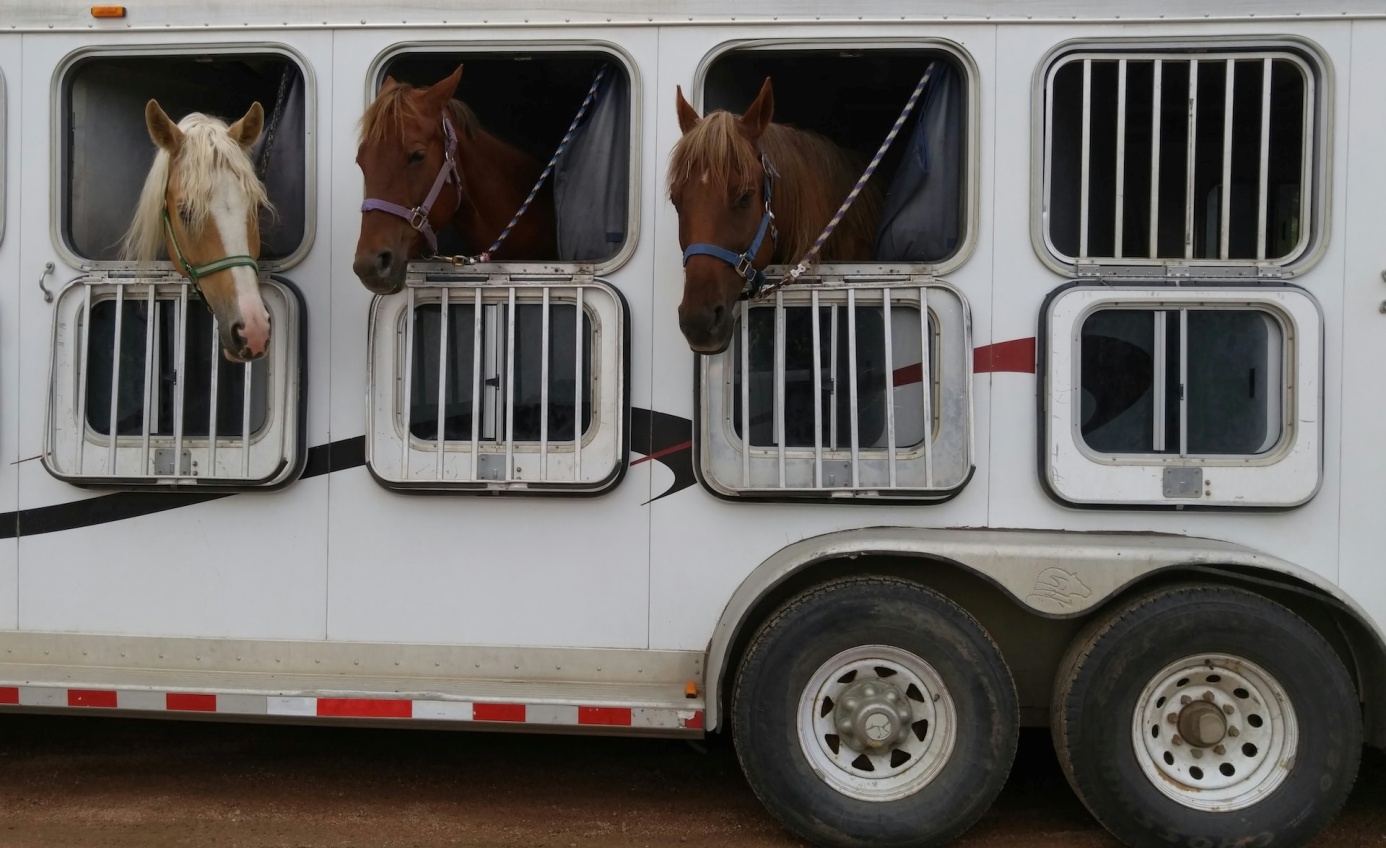 transporter chevaux en toute sécurité