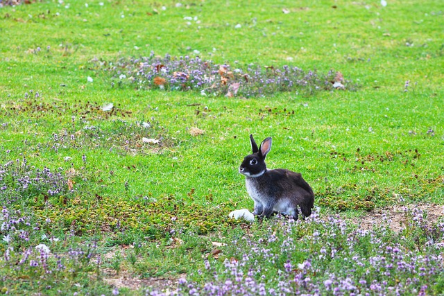 lapin dans une prairie