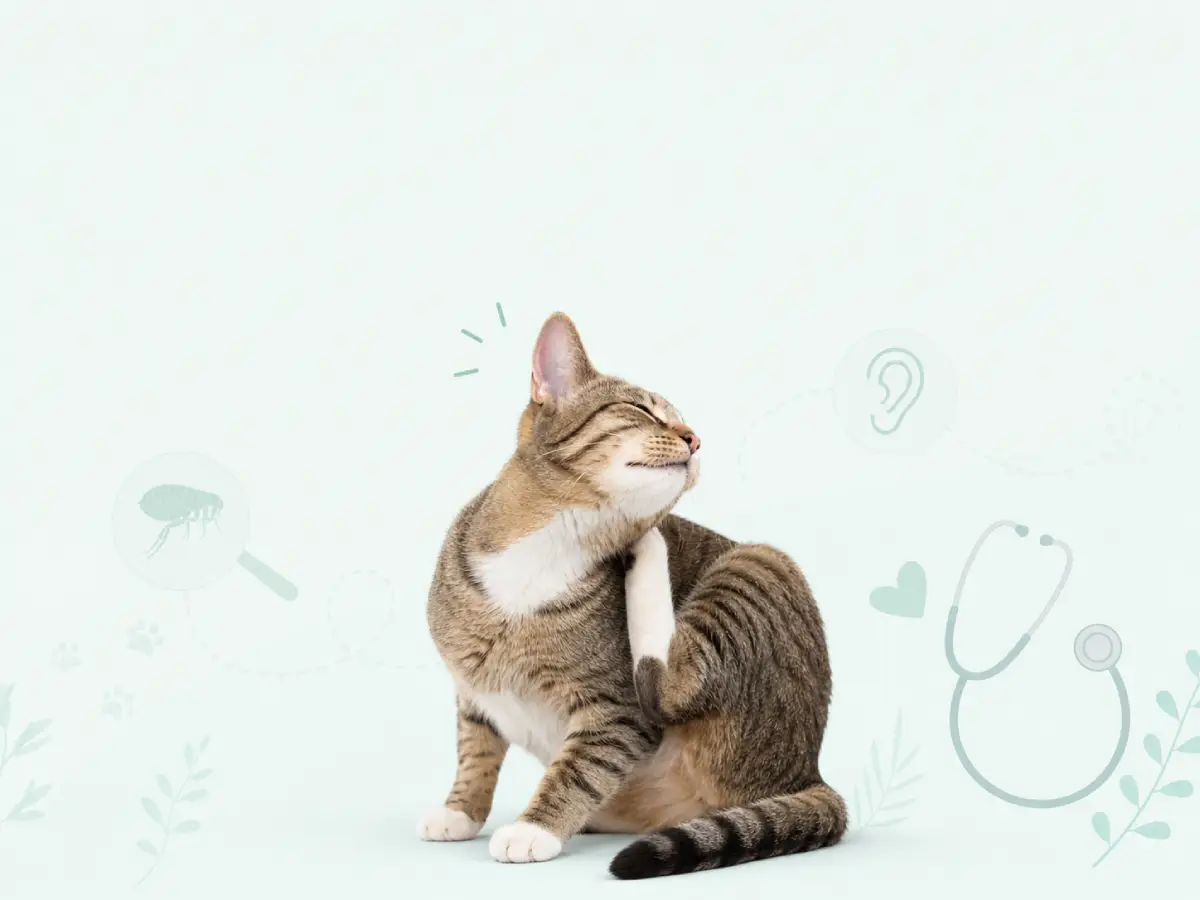 pourquoi le chat se gratte derrières les oreilles