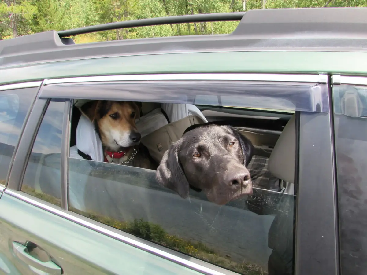 equipement pour voyager avec son chien